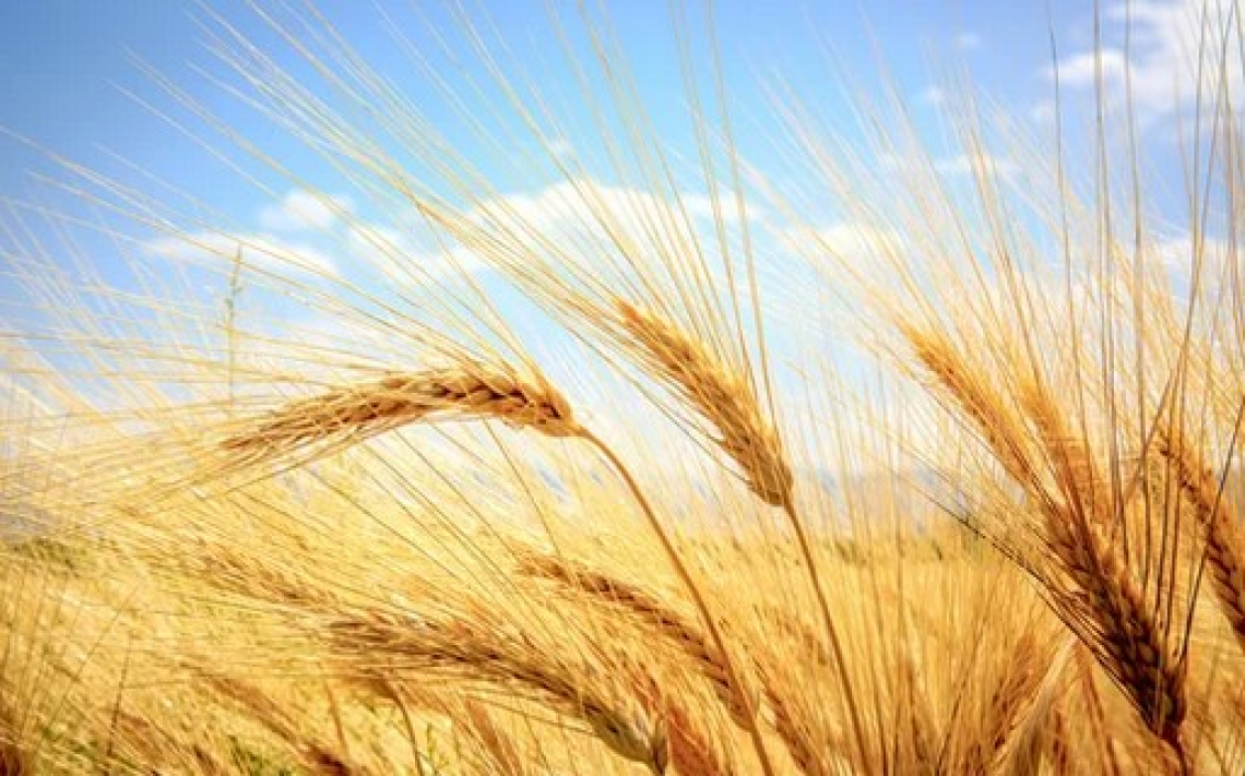 Si stabilizzano i prezzi di grano e mais sui mercati internazionali