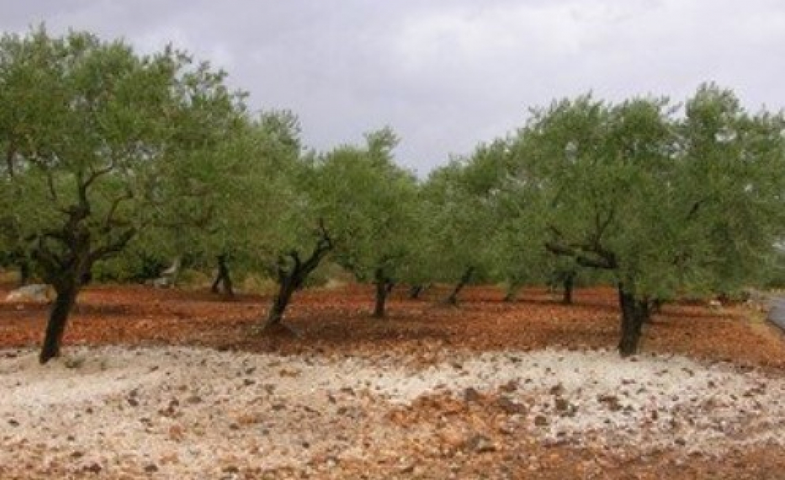 I fattori agronomici e climatici che limitano la perdite di concime per volatilizzazione