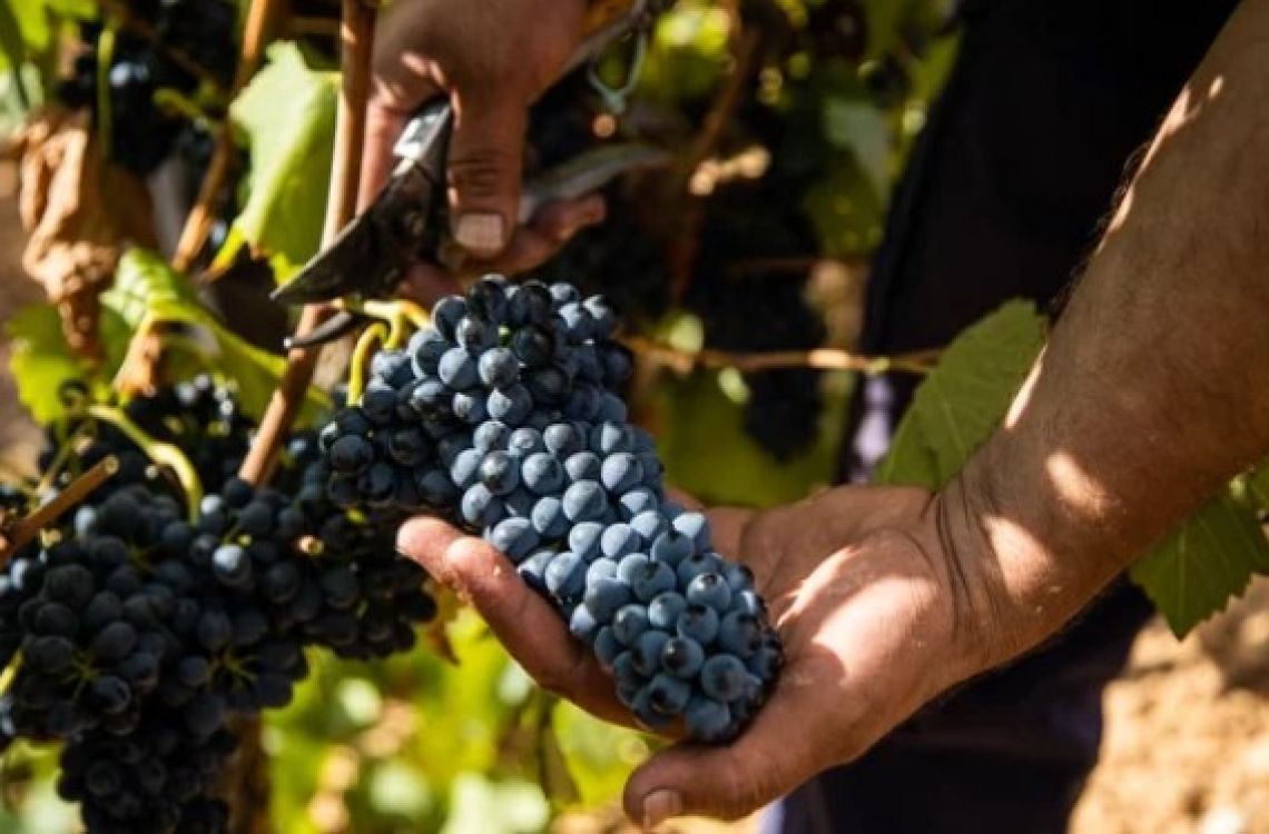 La fase avanzata di fioritura-invaiatura ha un impatto diverso sulle produzioni nelle regioni vinicole europee