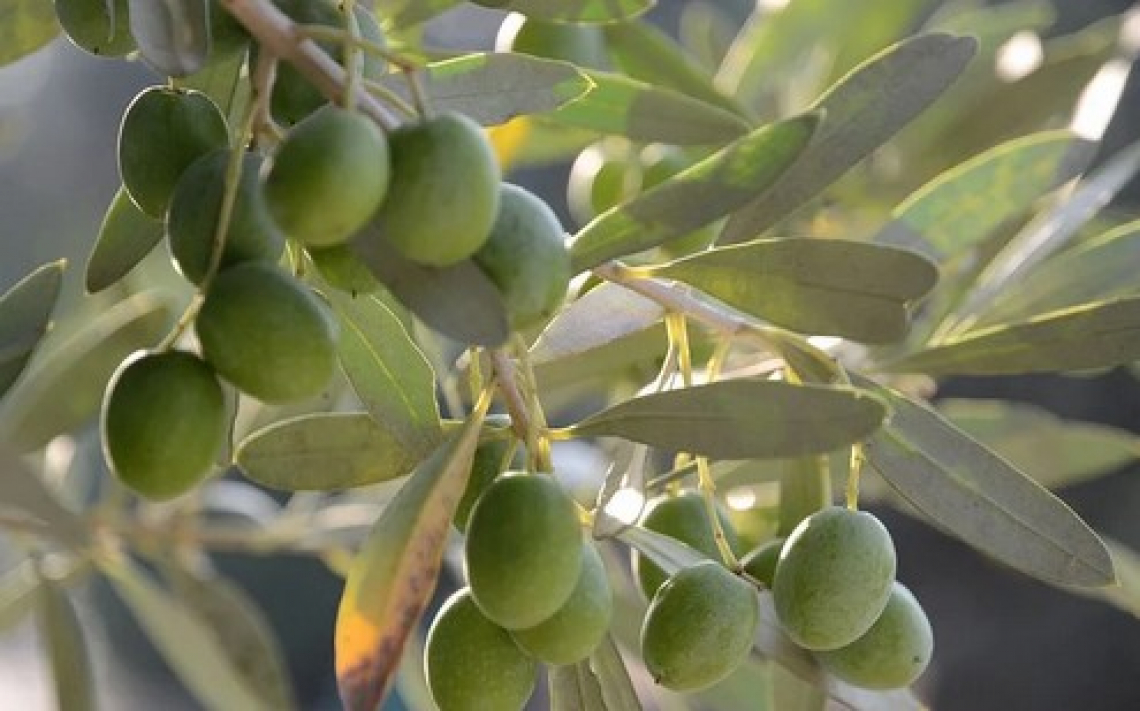 Cambio al vertice del Consorzio dell'olio Garda Dop