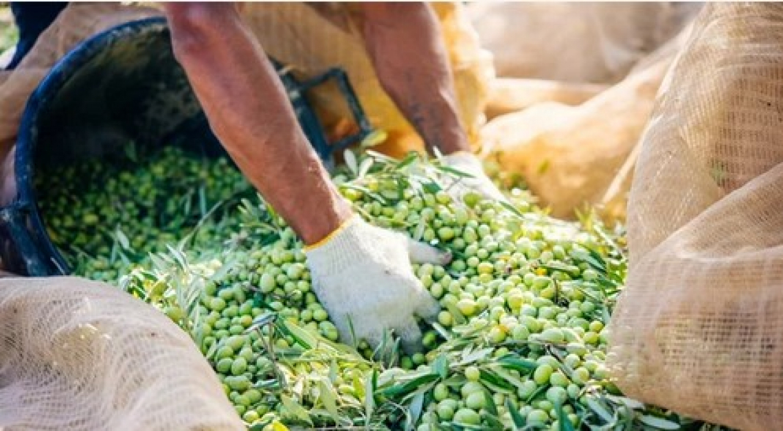 L'olio extra vergine di oliva di qualità italiano resiste alla guerra