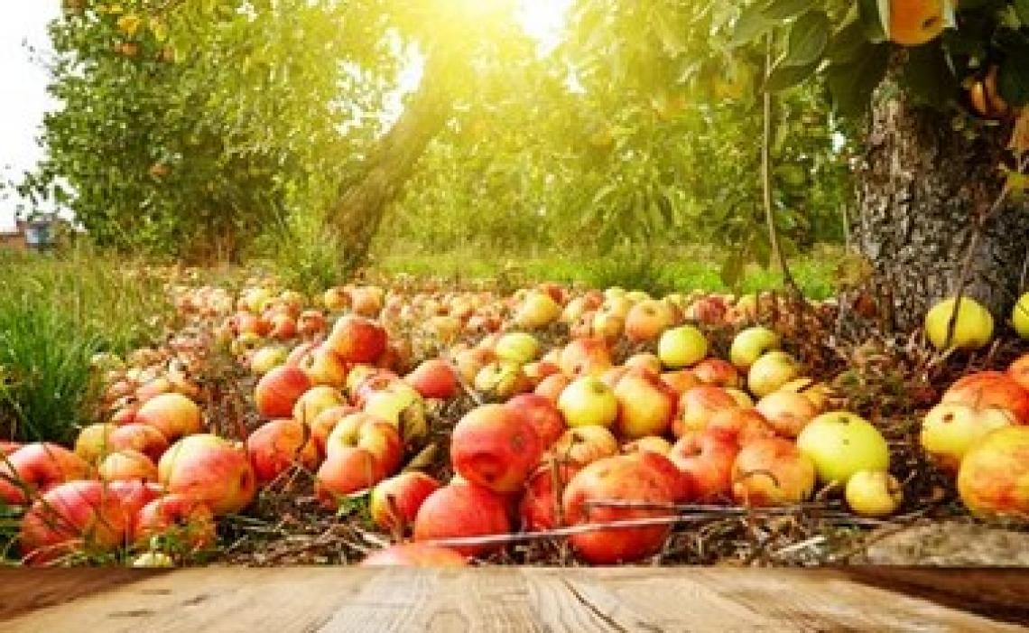 Ortofrutta italiana in crisi: aumentano i costi e le difficoltà di export