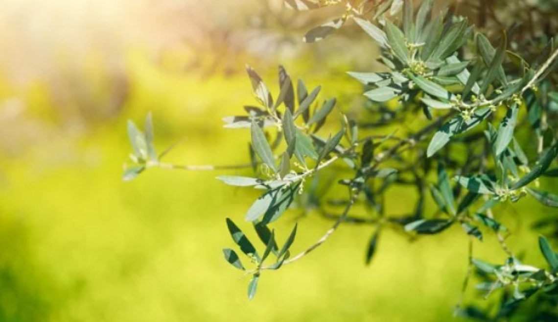 Rilanciare l'olivicoltura italiana grazie a MOLTI sistemi di gestione