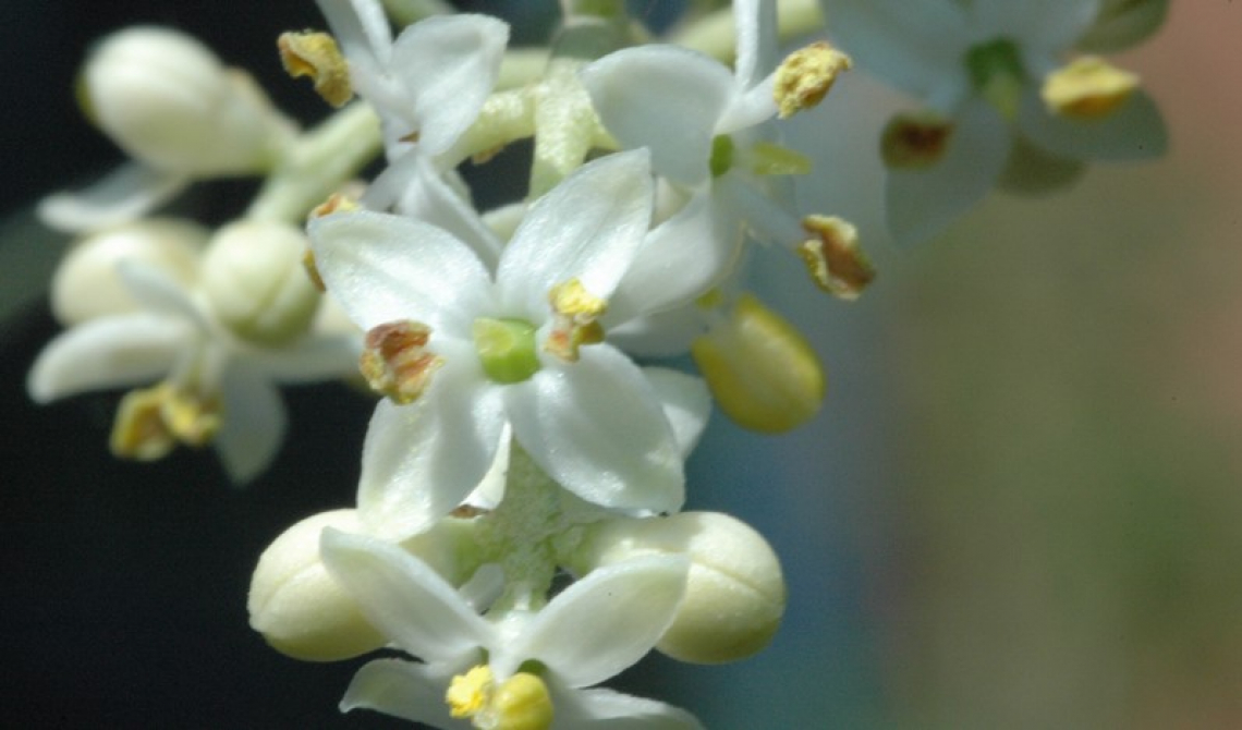 L'importanza dell'irrigazione e fertilizzazione fogliare precoci sulla fioritura dell'olivo