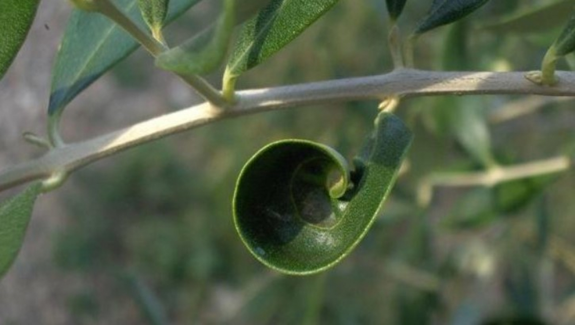 Il pidocchio nero dell'olivo fa paura nel Sud Italia