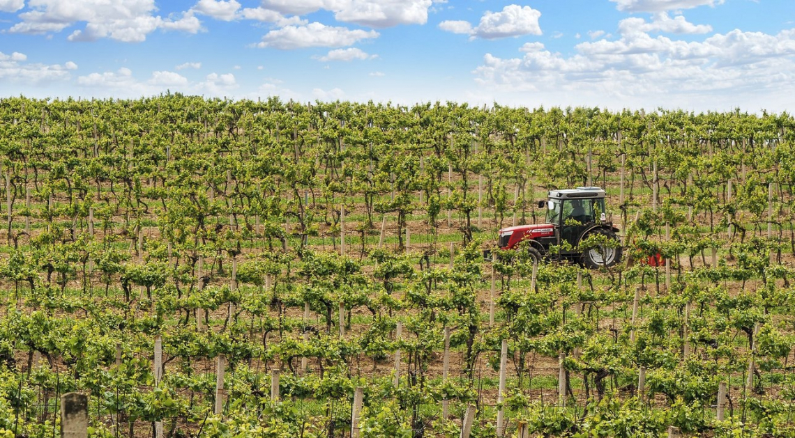 Influenza di alcuni erbicidi sulla composizione chimica del vino Cabernet Sauvignon