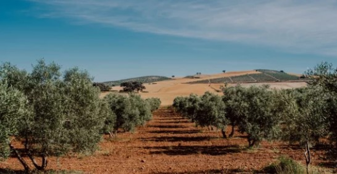Tempo fino al 29 aprile per le domande di finanziamento di nuovi impianti olivicoli