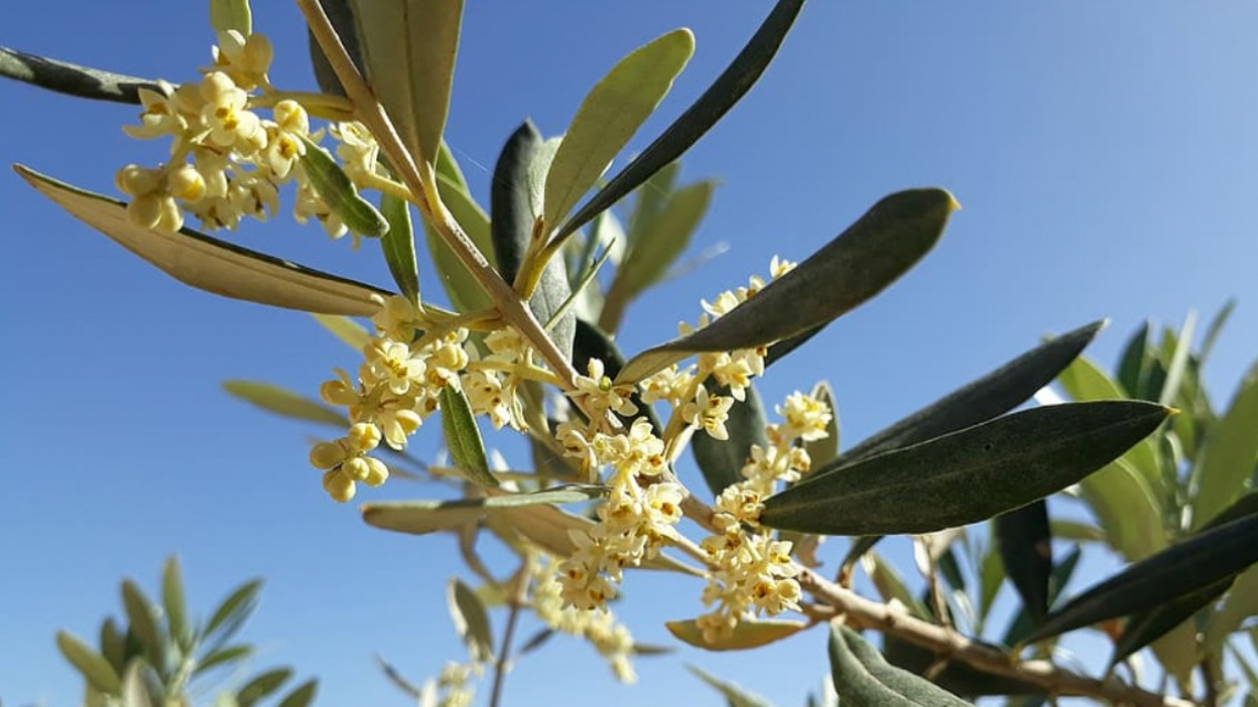 La temperatura nei mesi di marzo, aprile e maggio decide la fioritura dell'olivo