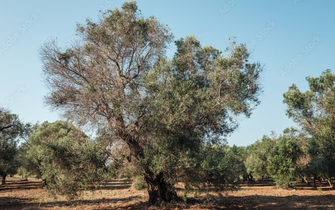 Un trattamento endoterapico per stimolare le difese dell'olivo da Xylella fastidiosa