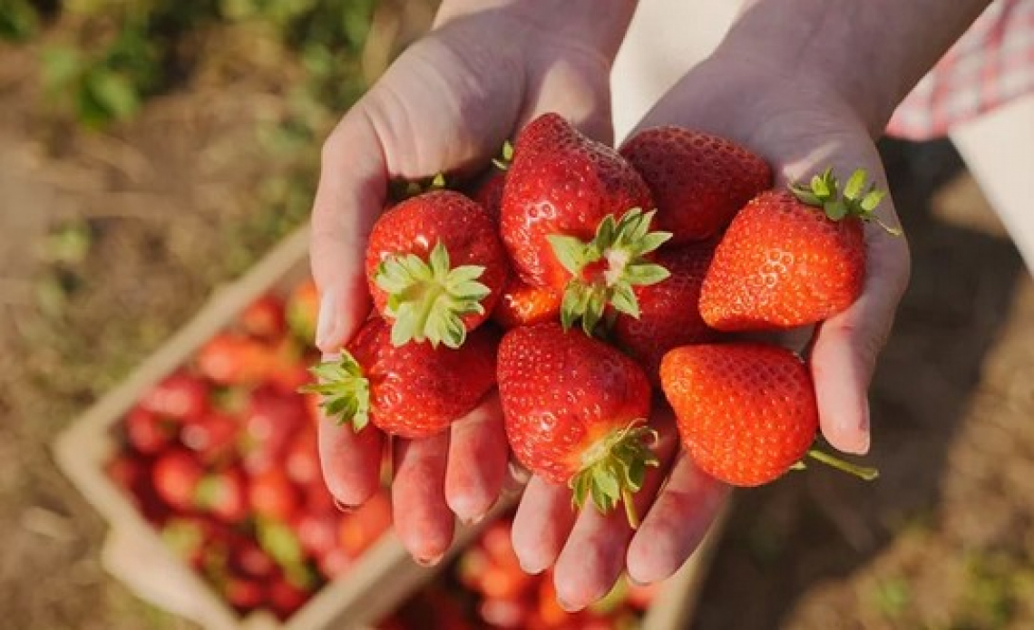 Innovazioni di coltivazione e difesa dei piccoli frutti