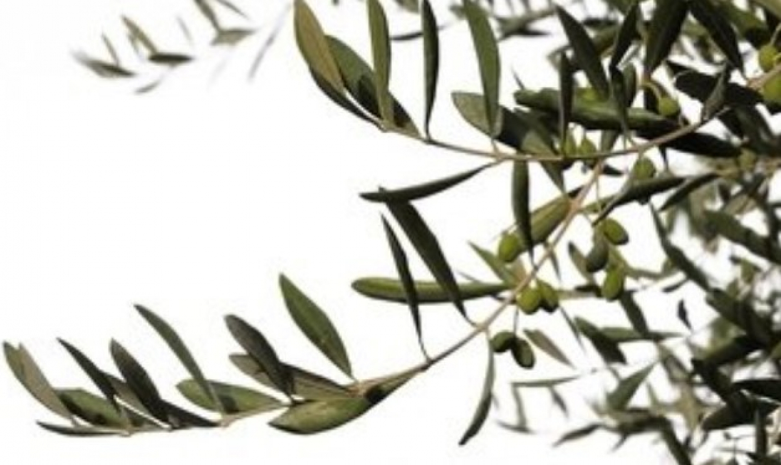 L'importanza della concimazione organica per la produttività dell'olivo