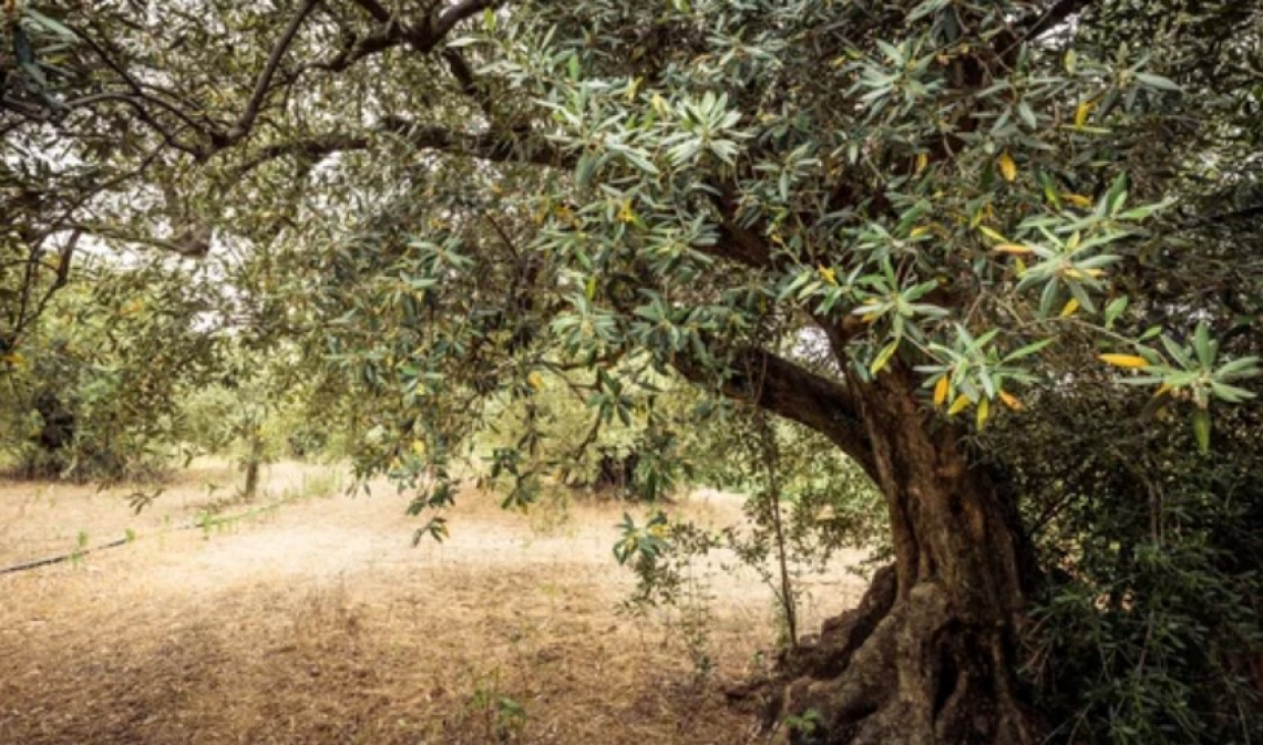 La coltivazione dell'olivo è iniziata prima in Grecia, Italia o Spagna?