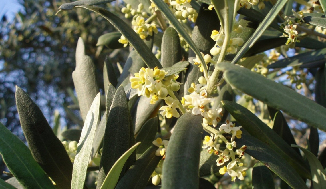 Il ruolo e il livello ideale di azoto, fosforo e potassio per la fioritura e l'allegagione dell'olivo