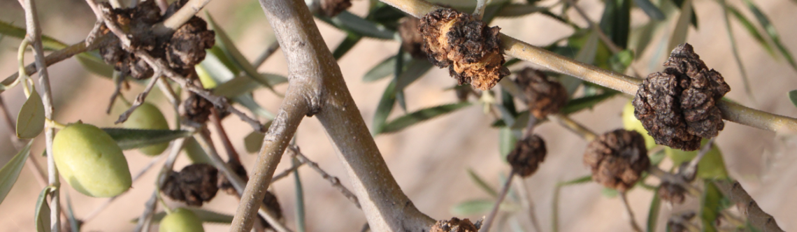 L'errore più comune degli olivicoltori nella difesa contro la rogna dell'olivo