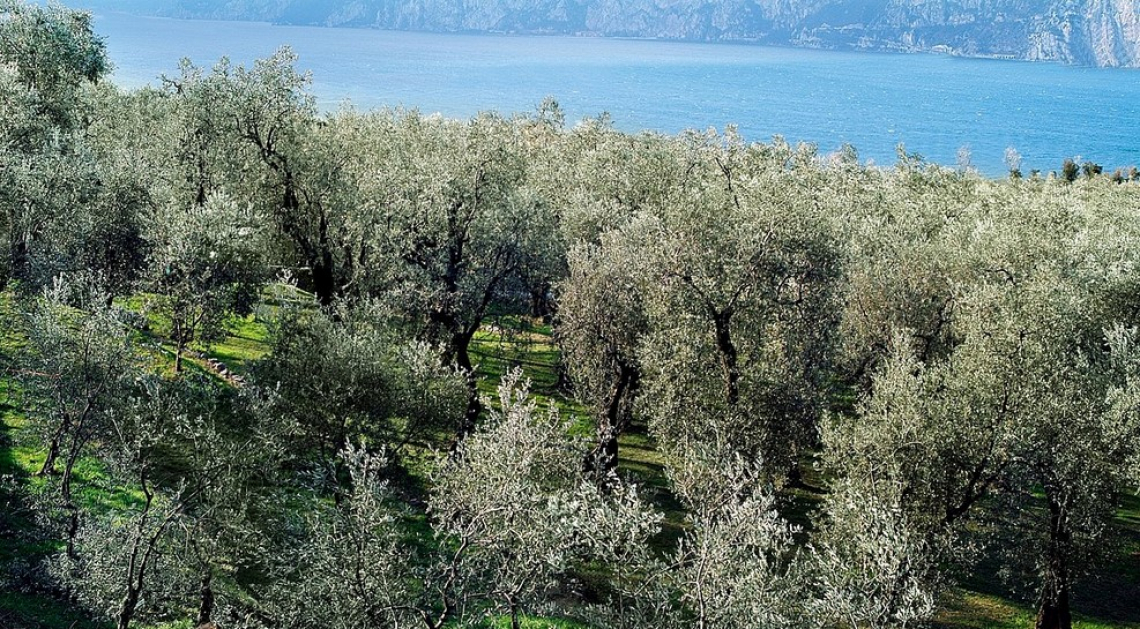 La Liguria fa nascere il primo tavolo tecnico olivicolo