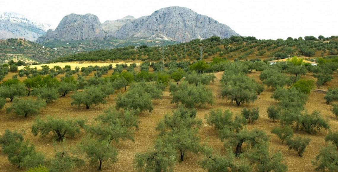 Quasi un quarto degli oliveti spagnoli sono irrigui