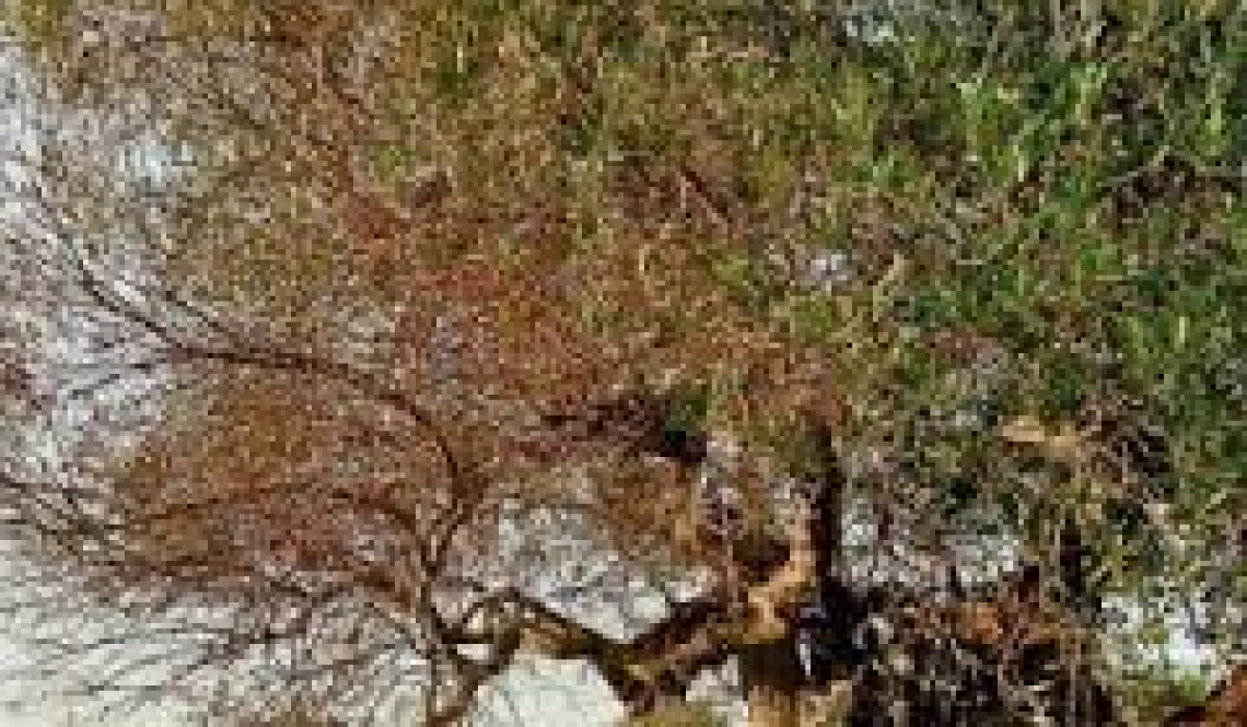 L'area Xylella fastidiosa deve essere dichiarata zona svantaggiata