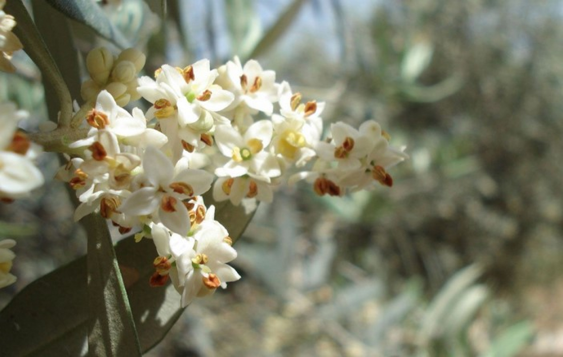 L’impatto del deficit idrico sulla fioritura e l’allegagione dell’olivo