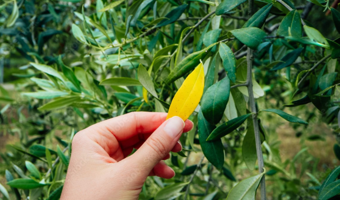 La diffusione dei marciumi radicali negli oliveti: il caso Phytophthora bilorbang