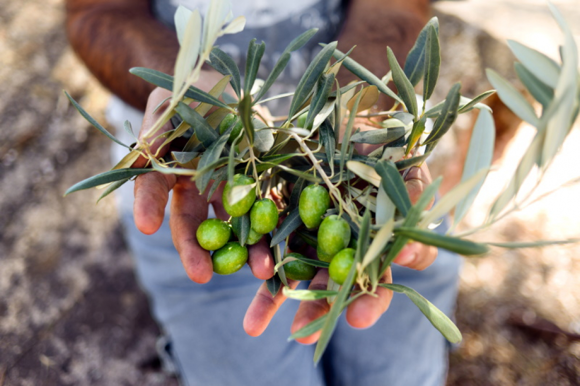 Il boro aumenta davvero la produttività degli olivi in caso di carenza?