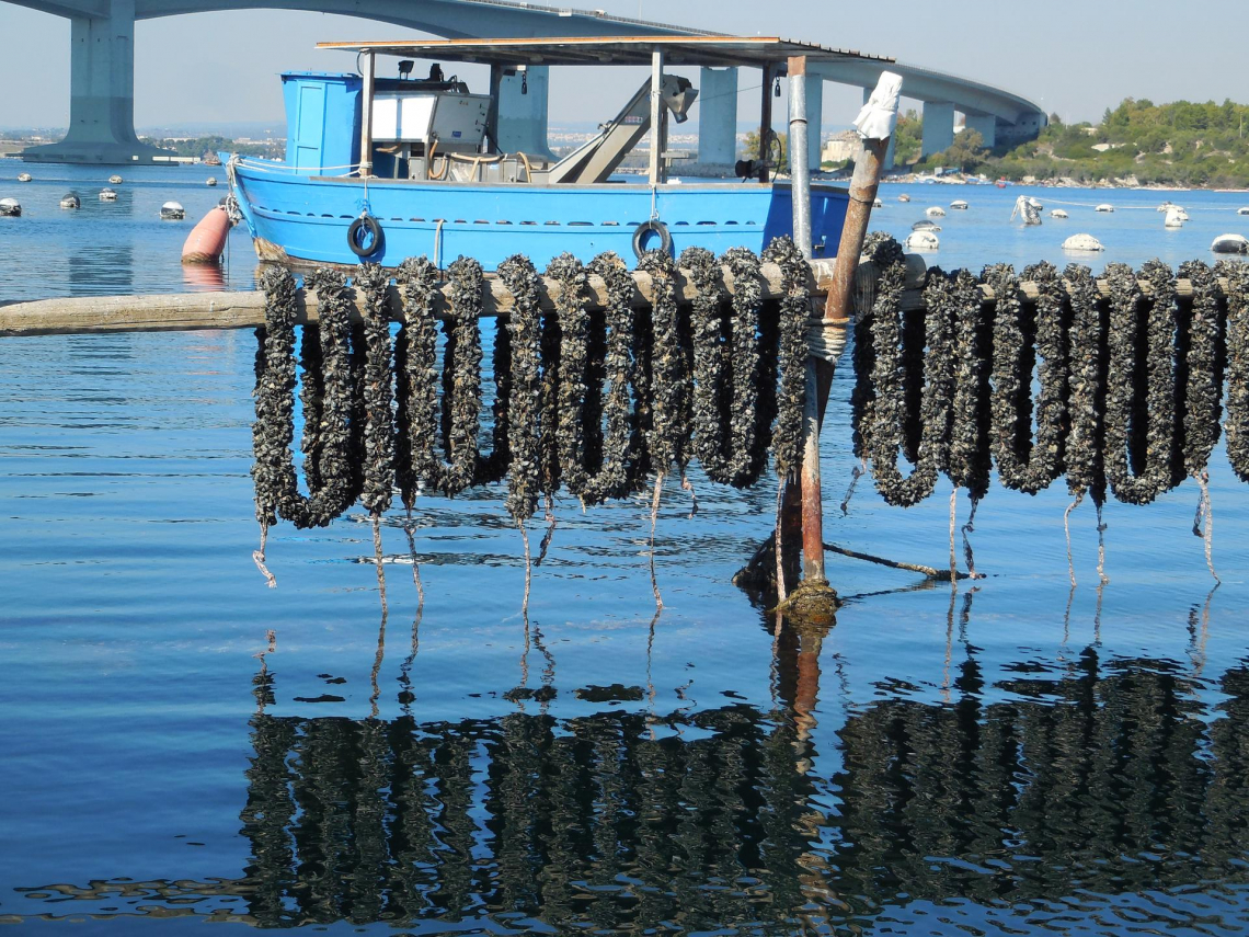 Più di un Presidio Slow Food:  la cozza nera di Taranto