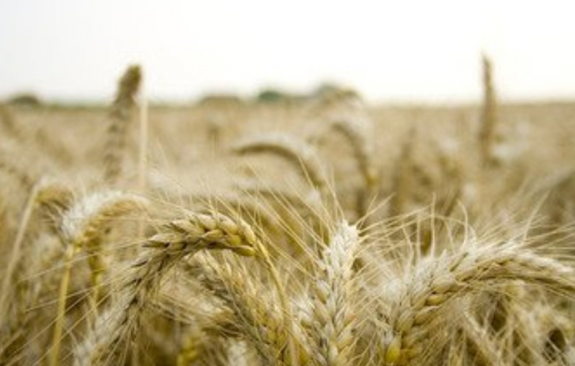 Bloccato l'export cerealicolo dai porti del Mar Nero