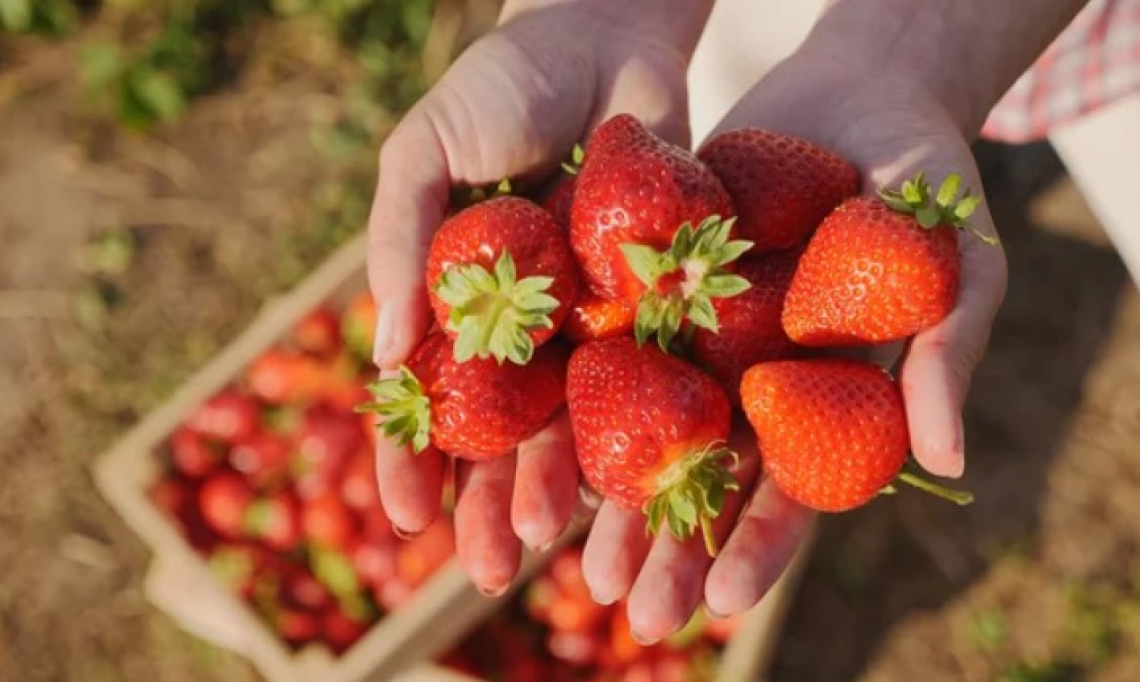 Una nuova fragola per l'agricoltura dell'Emilia Romagna