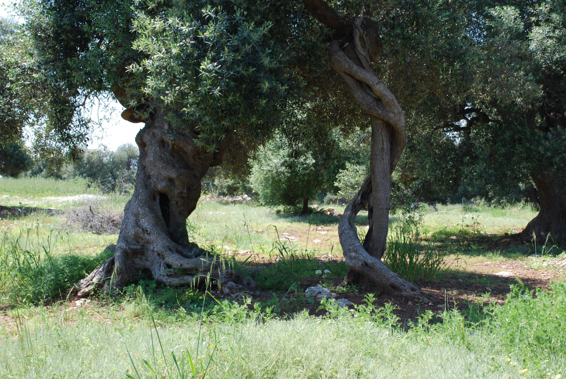 Grande successo per Olio in Cattedra: i vincitori