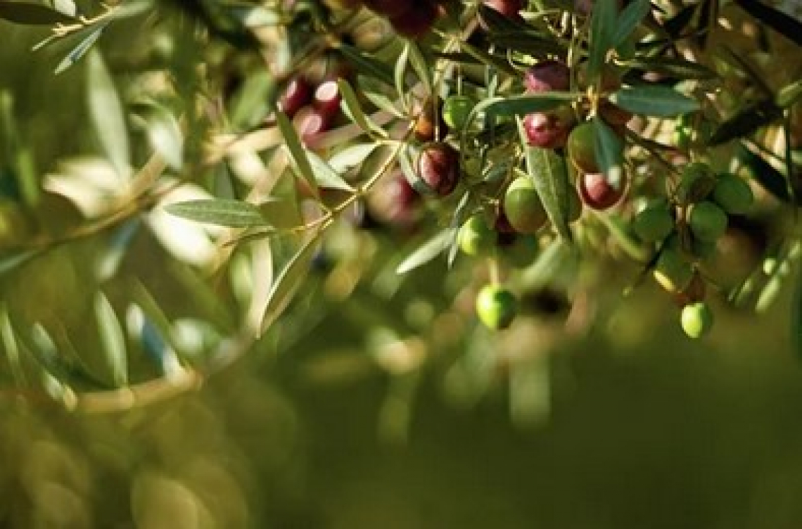 Le interazioni tra i vari nutrienti nel terreno di un oliveto biologico