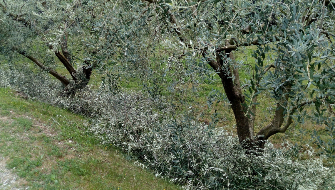 Nanotecnologie di scarti agrari per la produzione di nanoagrofarmaci green