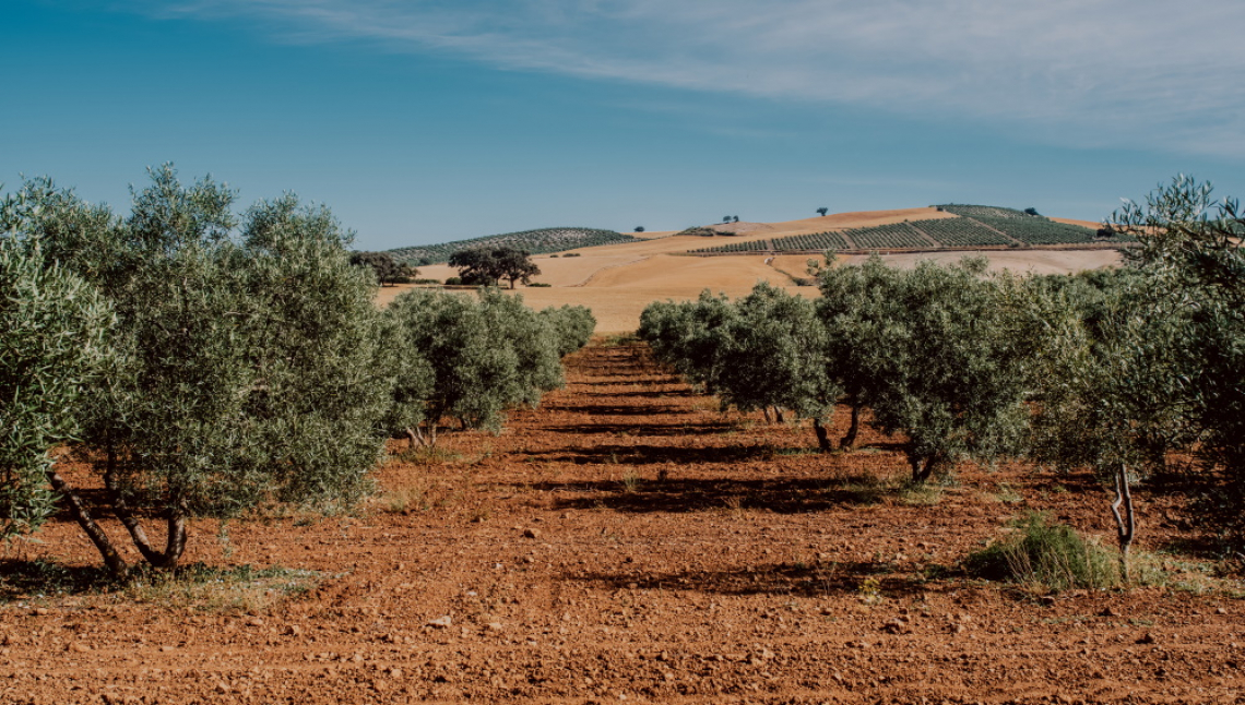 La risposta degli olivi all’irrigazione e a una gestione sostenibile del suolo in ambiente collinare