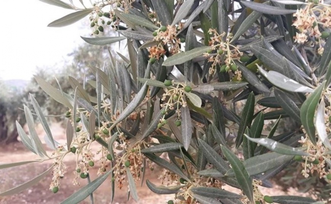 Utilizzare la confusione sessuale per combattere la tignola dell’olivo