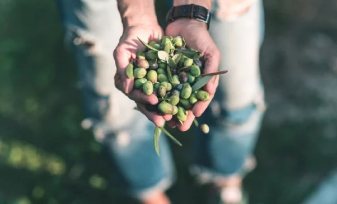 Il giusto grado di maturazione delle olive per la raccolta meccanica di quattro varietà