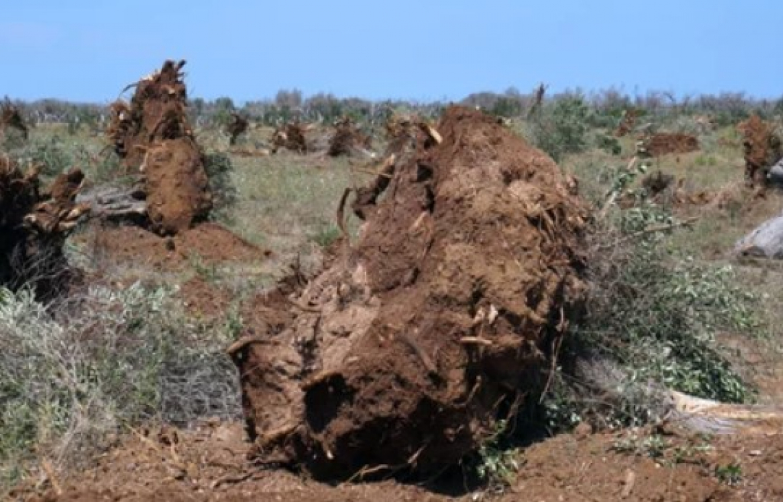 Il Tar della Puglia blocca di nuovo l'espianto di olivi colpiti da Xylella