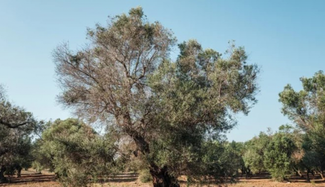 Basta sentenze del Tar, serve la scienza contro Xylella