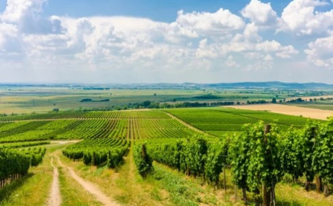 Sperimentazione viticola ed enologica siciliana, tra vitigni resistenti e autosctoni
