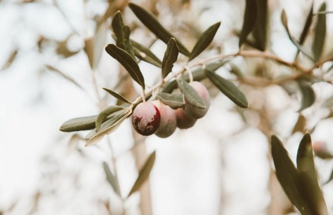 Crescere e far crescere l'olivicoltura calabrese grazie alla formazione