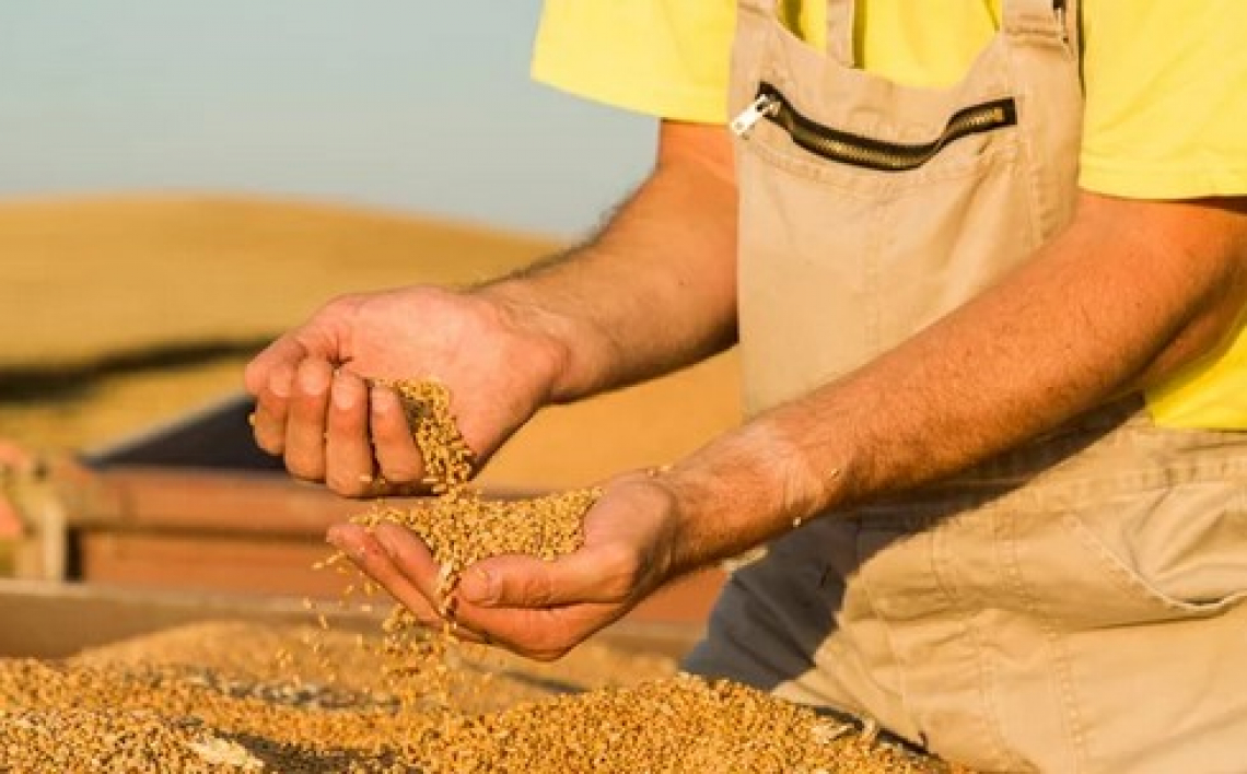 Venti milioni di tonnellate di cereali devono lasciare l'Ucraina in meno di tre mesi