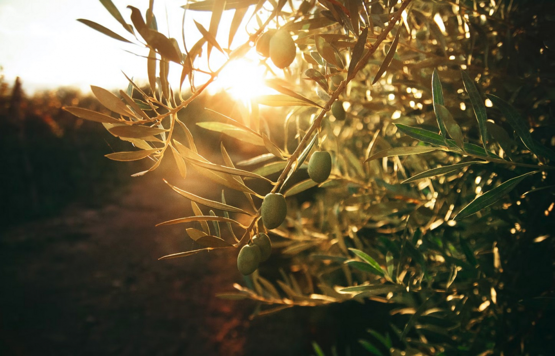 L’uso dei biodigestato in olivicoltura: utile, economico e sostenibile