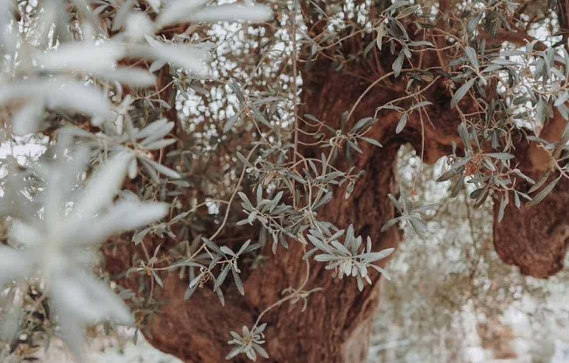 L’impatto di una lieve gelata delle olive sulla qualità dell’olio