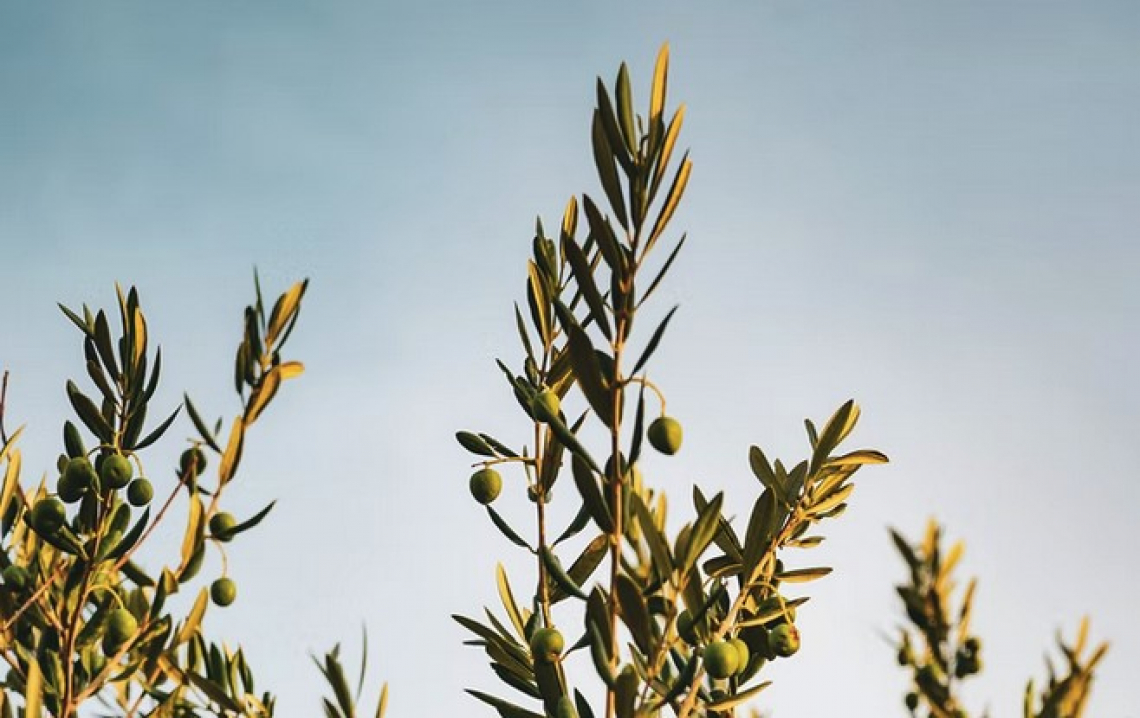 Le differenze nelle qualità del fiore tra tre cloni di Leccino