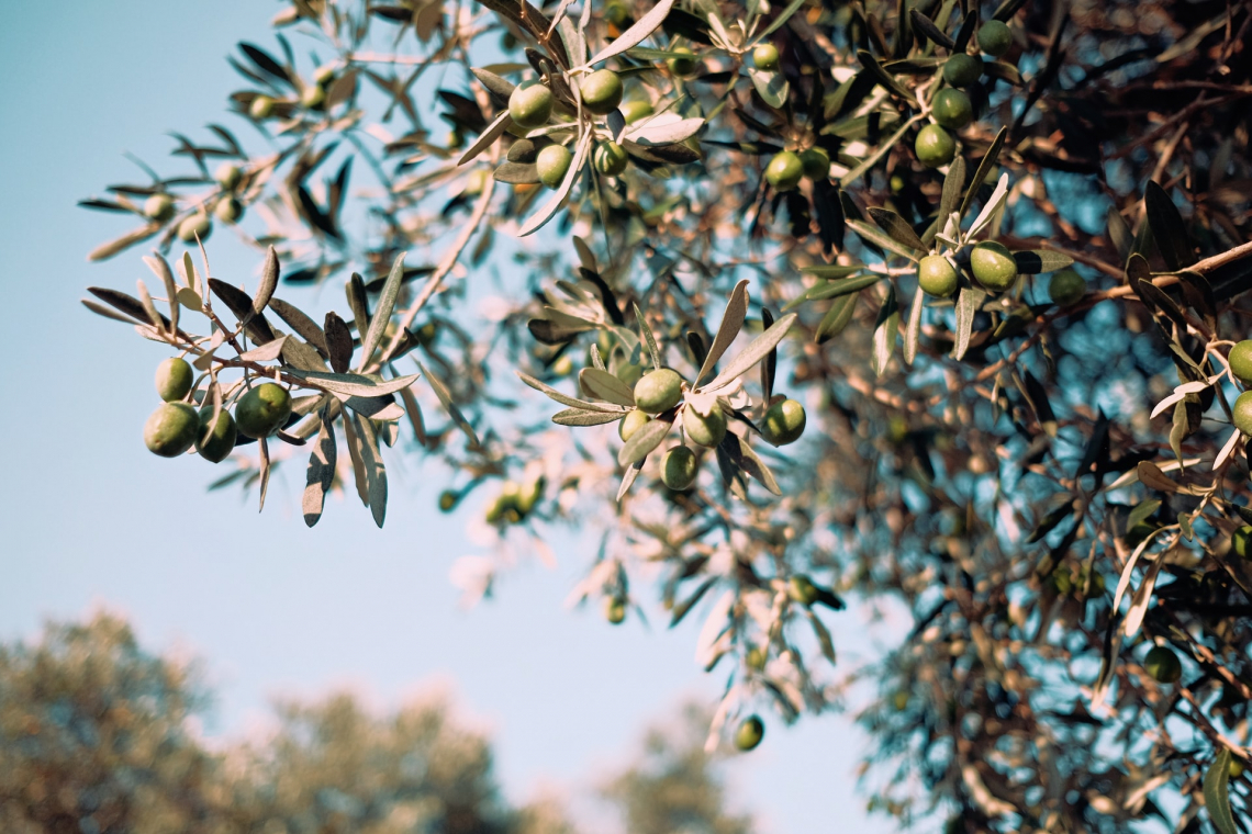 La fertilizzazione fogliare dell’olivo con fosforo e potassio in estate può aumentare la produttività