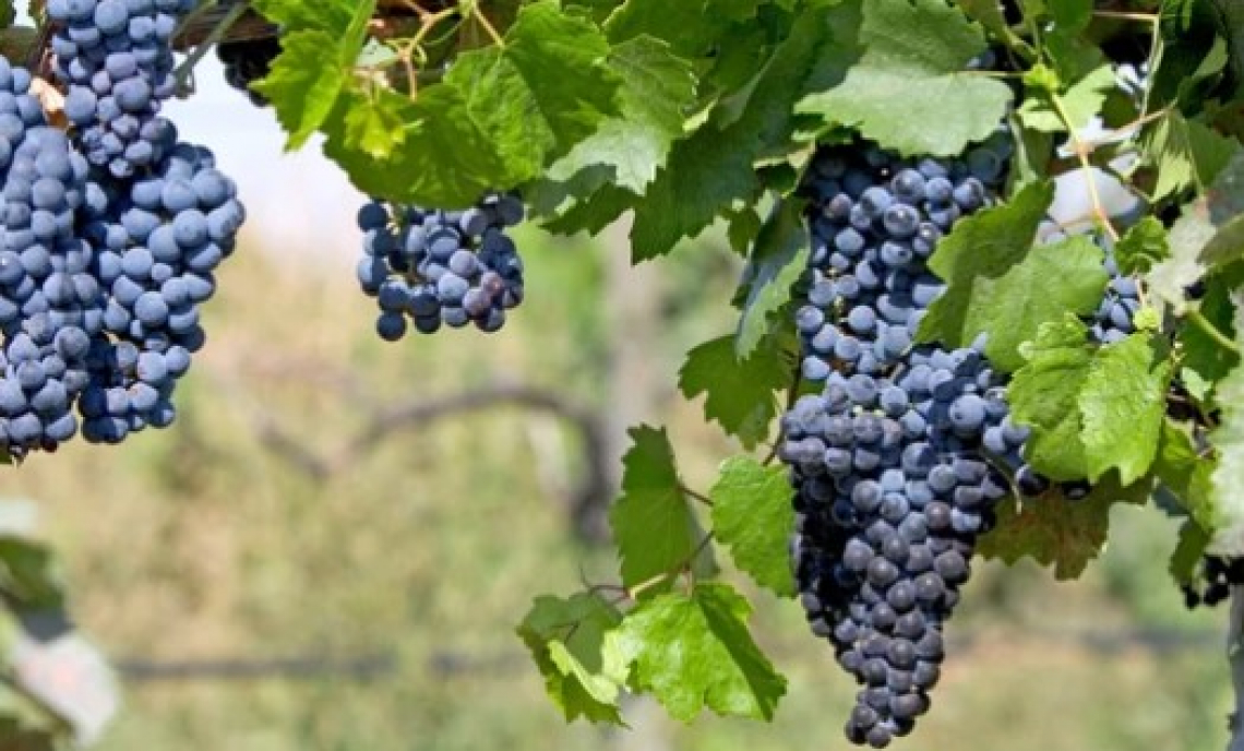 Unione italiana Vini lancerà una federazione per la viticoltura bio