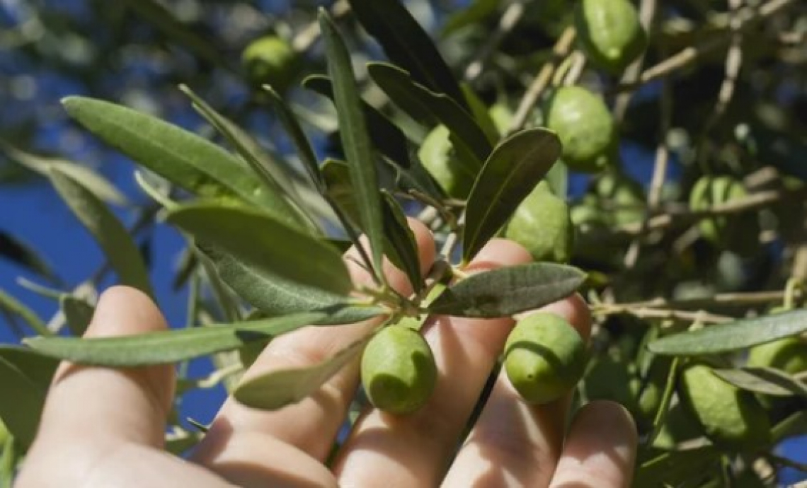 L’importanza della fertilizzazione fogliare dell’olivo prima della fioritura