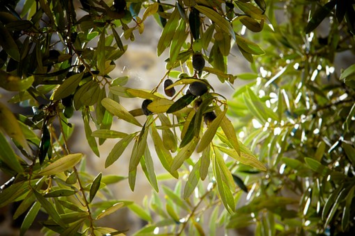 Ecco come caldo e siccità influiscono sulla fioritura e l’allegagione dell’olivo