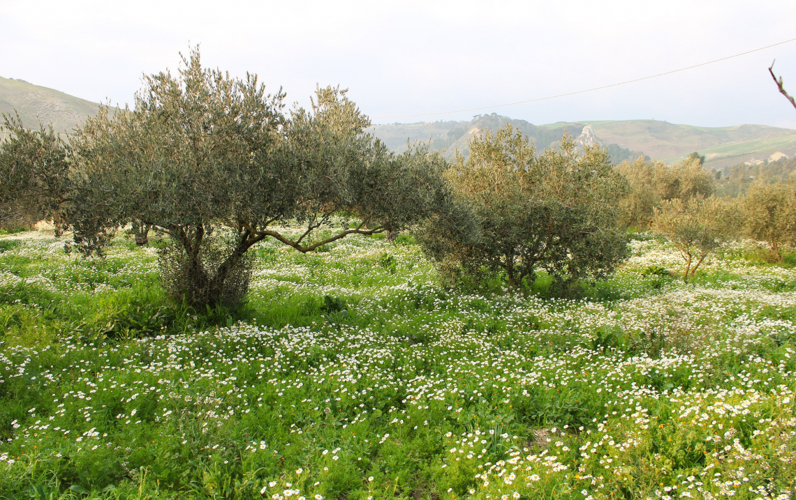 Bioetanolo dagli scarti di potatura degli olivi