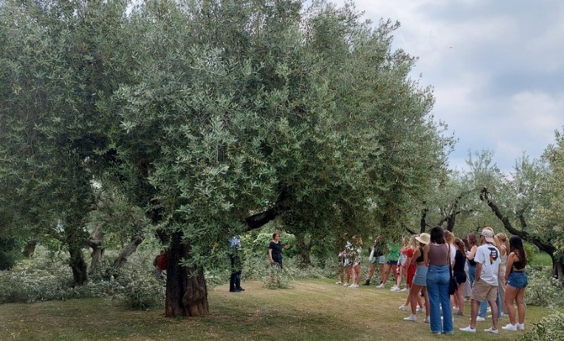 Un nuovo progetto italo-statunitense per insegnare l'olio di oliva e le sue virtù