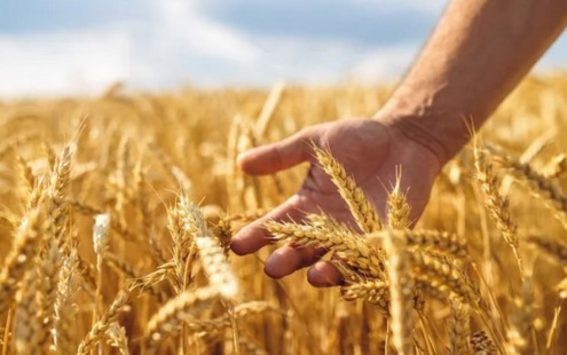 Siccità e caldo anomalo spingono al ribasso le stime di produzione del grano in Emilia-Romagna