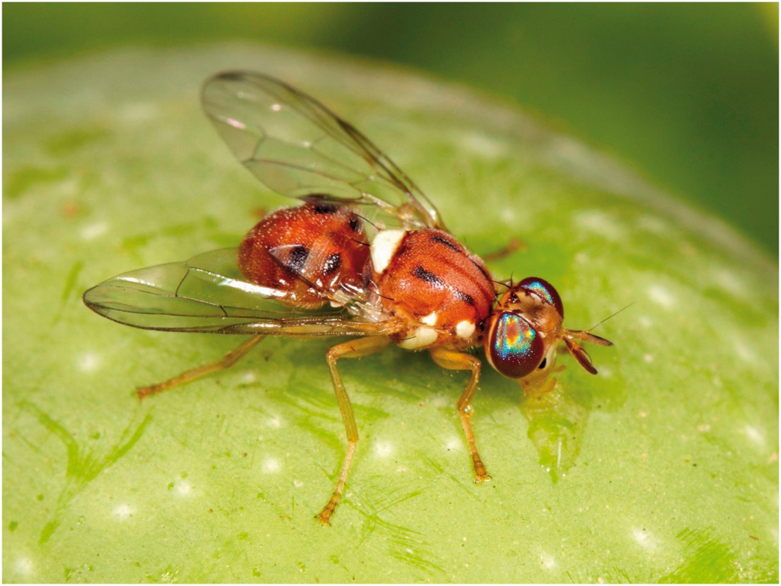 La correlazione tra caratteristiche delle olive e l'infestazione da Bactrocera oleae