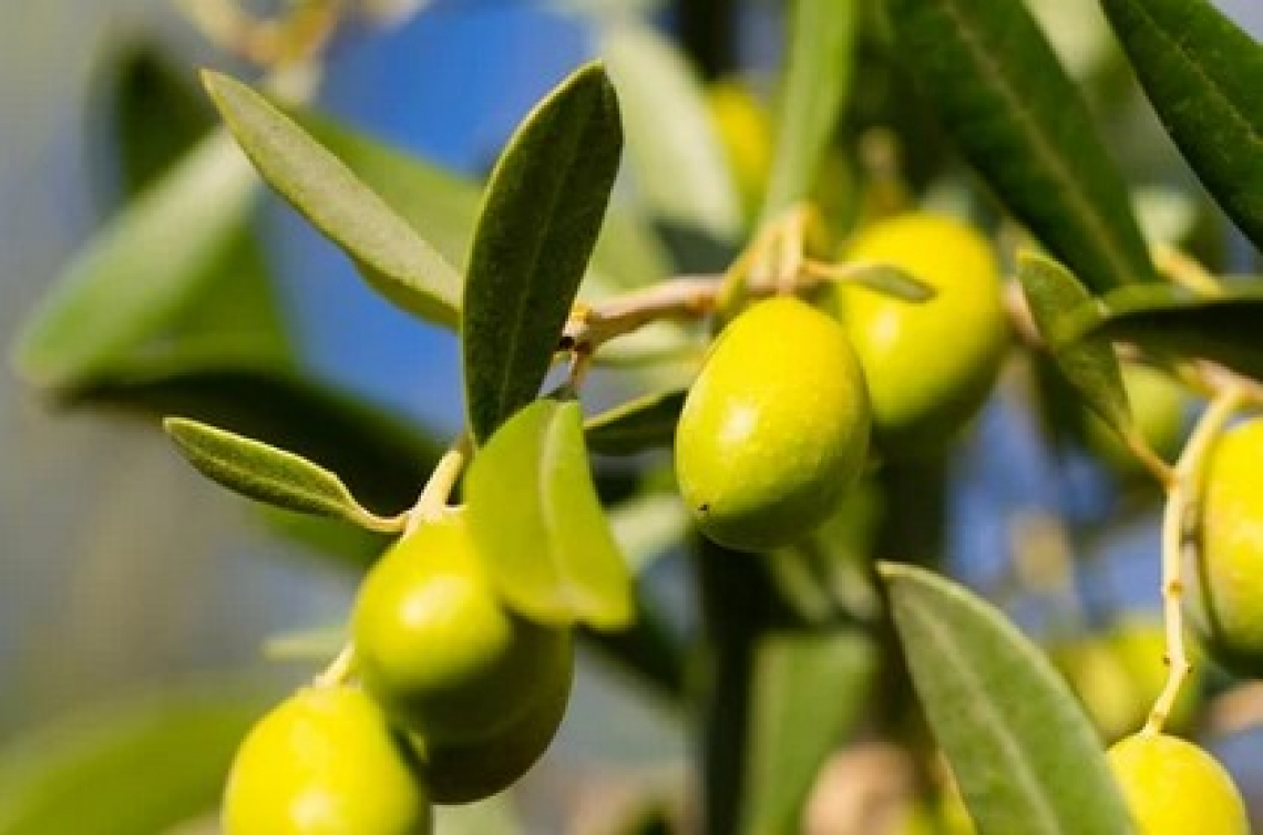 La corretta intensità di potatura dell’olivo per avere la massima produttività